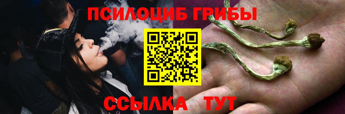 Галлюциногенные грибы Psilocybine cubensis Карачаевск